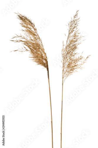 Common reed (Phragmites australis) seed heads isolated on white background.