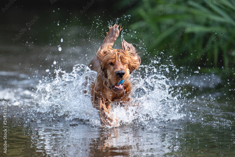 15 Month Old Cocker Spaniel Playing in River - obrazy, fototapety, plakaty 