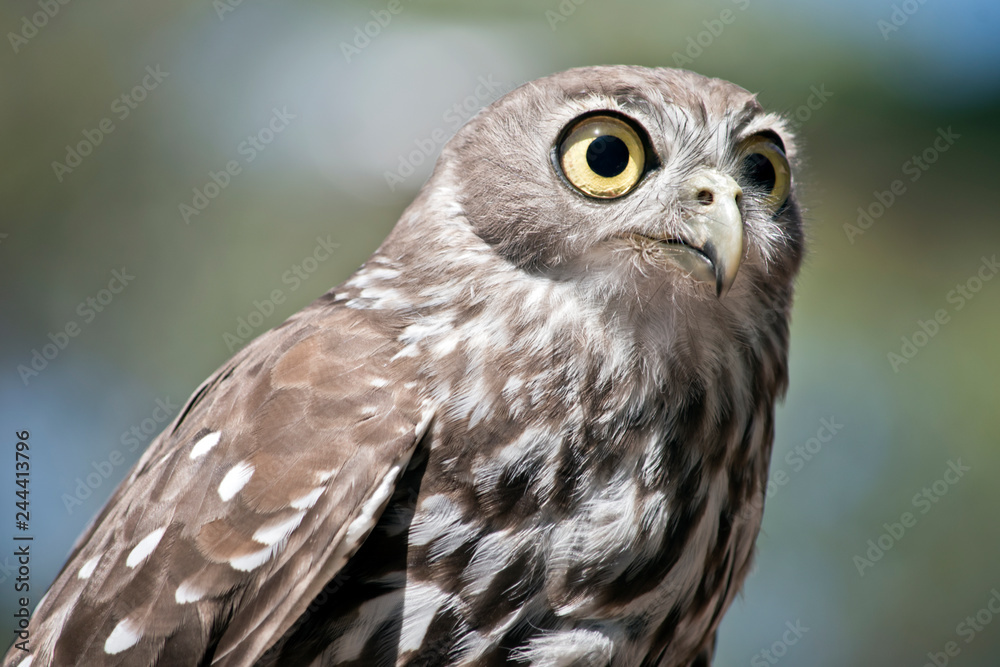 this is a close up of a barking owl