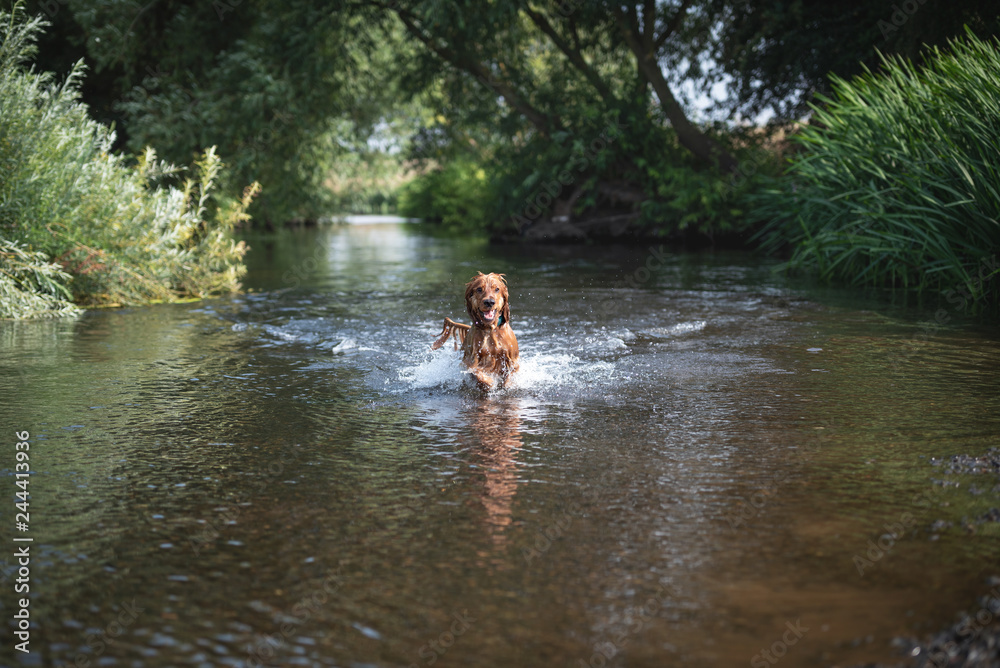 Fototapeta premium 15 Month Old Cocker Spaniel Playing in River