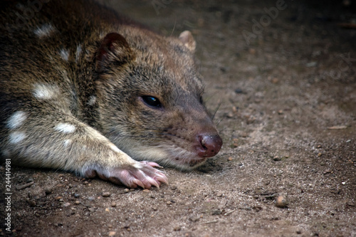 An Australian quoll resting