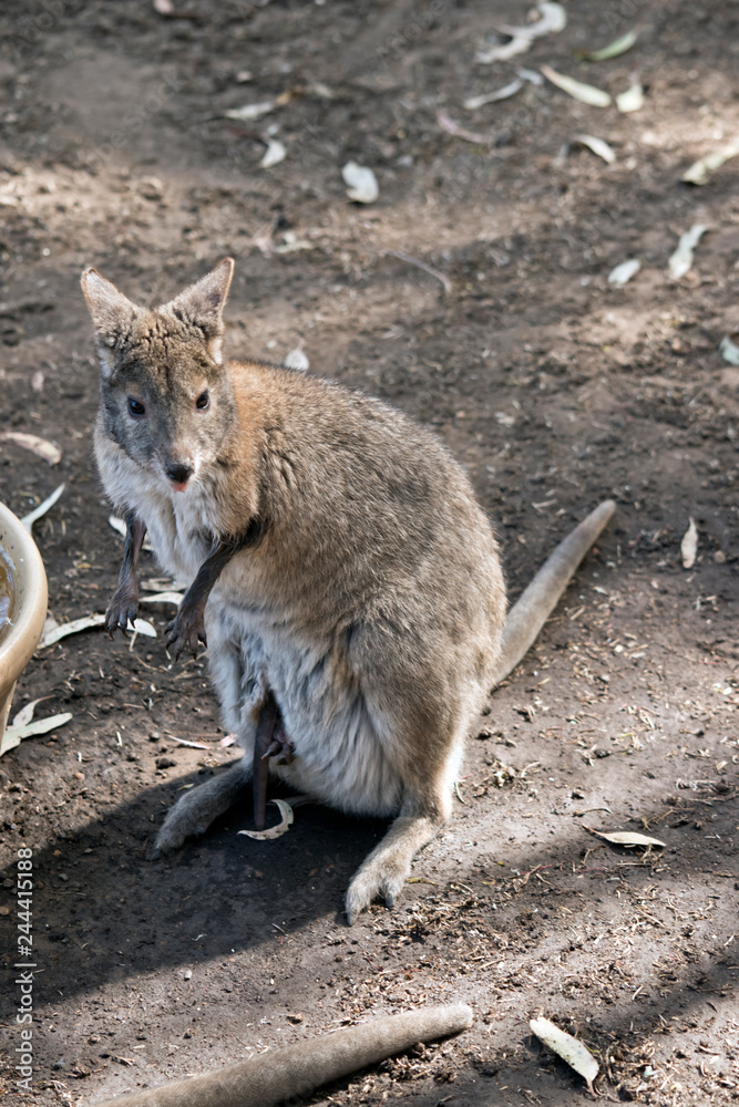 Naklejka premium red necked pademelon