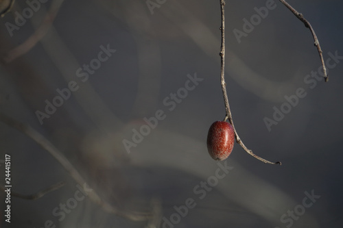 nut-tree