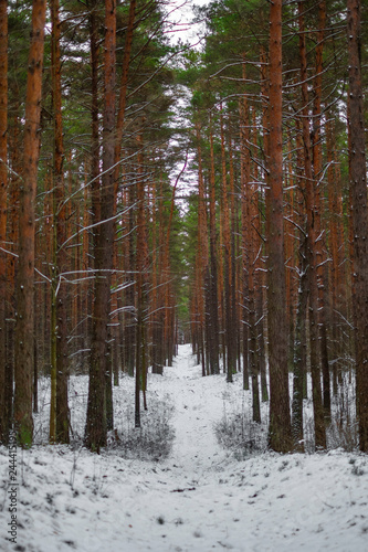 forest trail in snow in pine forest in winter