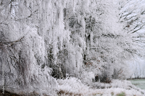 Winter wonderland