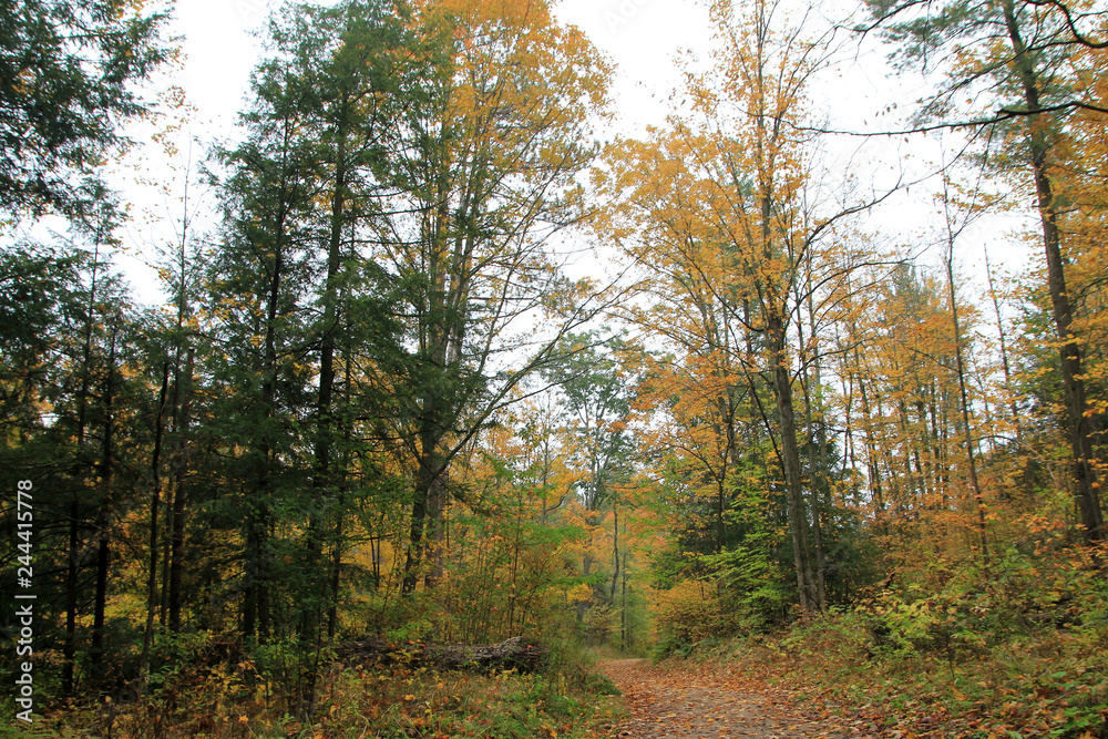 Fototapeta premium Fall in forest