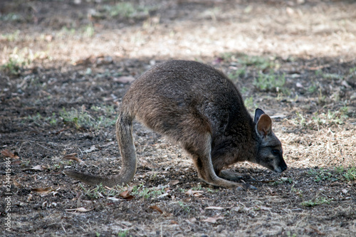 a tammar wallaby is on the endanger list.  they are only found in South Australia