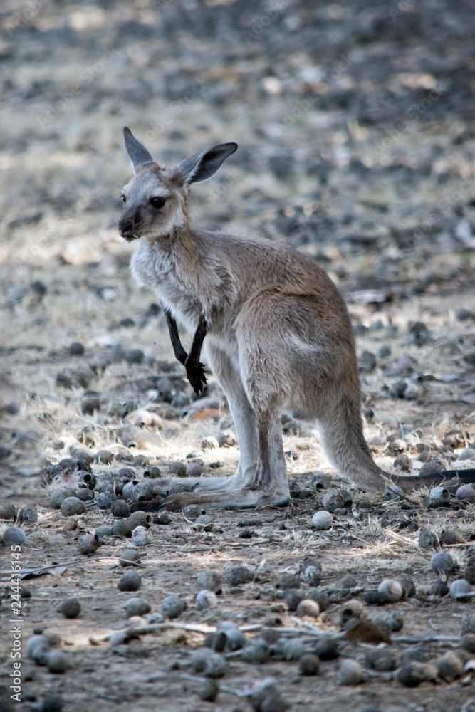 a joey Western grey kangaroo resting a joey Western grey kangaroo resting
