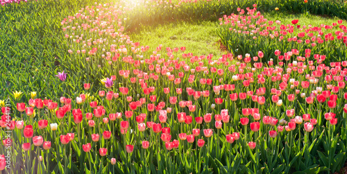 multicolor Tulip flowers in the park