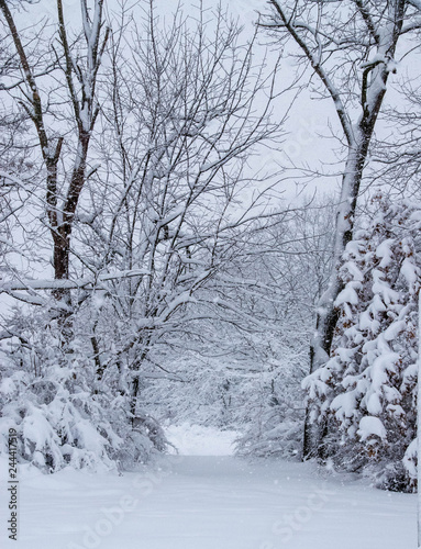 Snowy trees