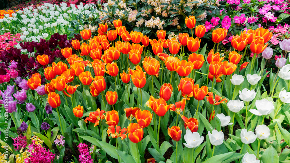 Beautiful Colorful tulips in garden nature in spring,beautiful nature background.