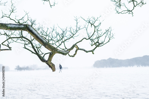 Photography One person walking in a heavy snowy day.