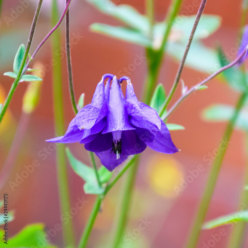 Flowers aquilegia. Violet blue flowers in the flowerbed. photo