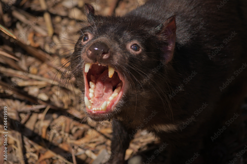 Fototapeta tasmanian devil the largest carnivorous marsupial