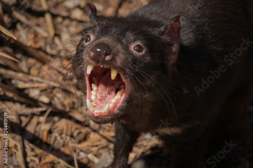 tasmanian devil the largest carnivorous marsupial