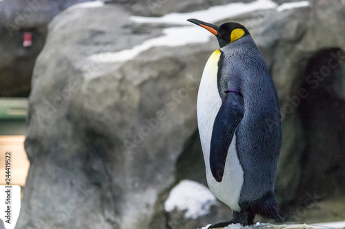 Close up view of colorful emperor penguin amidst rocky outcropping and snow