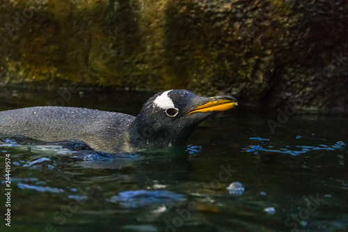 Close up view of black-footed African penguin with blurred background and orange and black beak