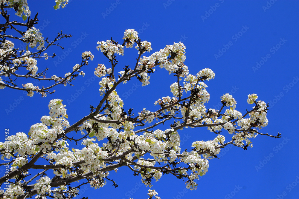 Blooming branch of apple tree on the background of blue sky Blooming branch of apple tree on the background of blue sky