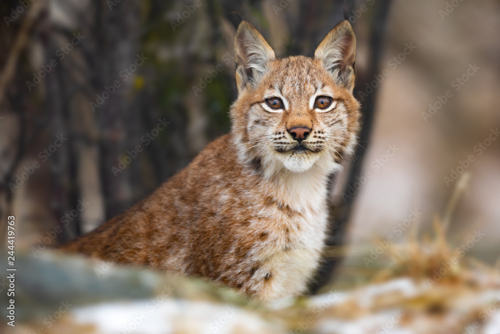 Eurasian lynx sitting in the forest at early winter Eurasian lynx sitting in the forest at early winter