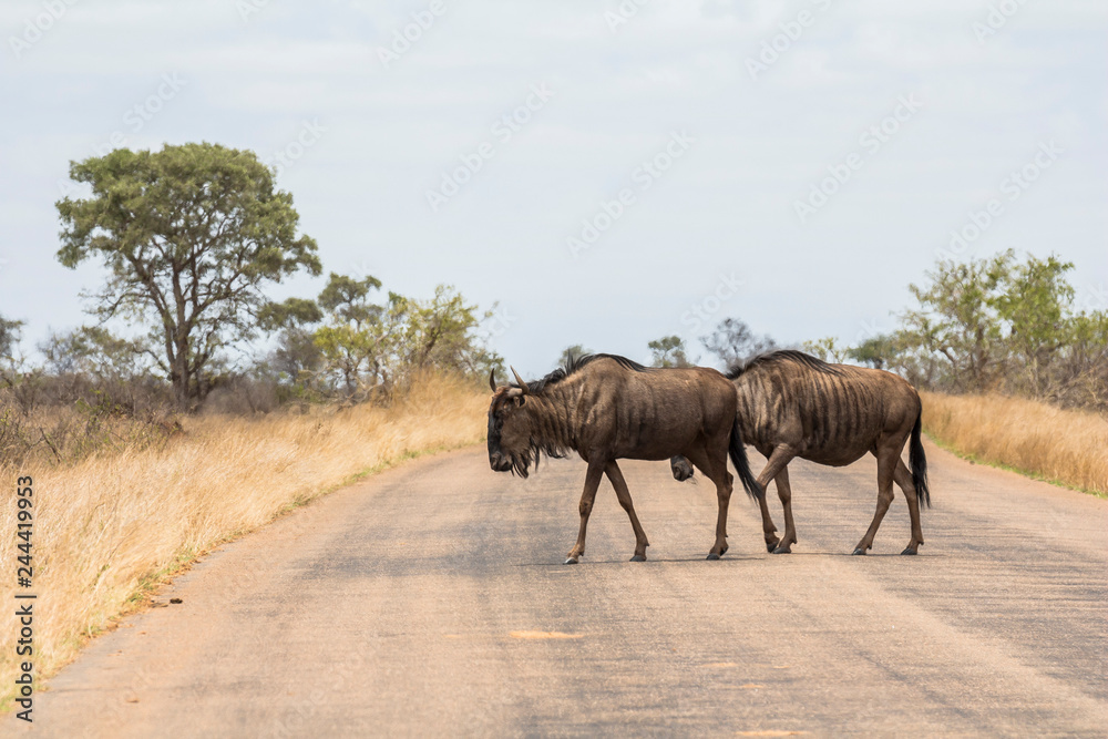 Fototapeta premium Animals crossing street in Kruger Park