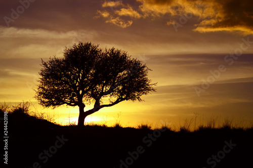 Best sunset with a tree silhouette © oraziopuccio