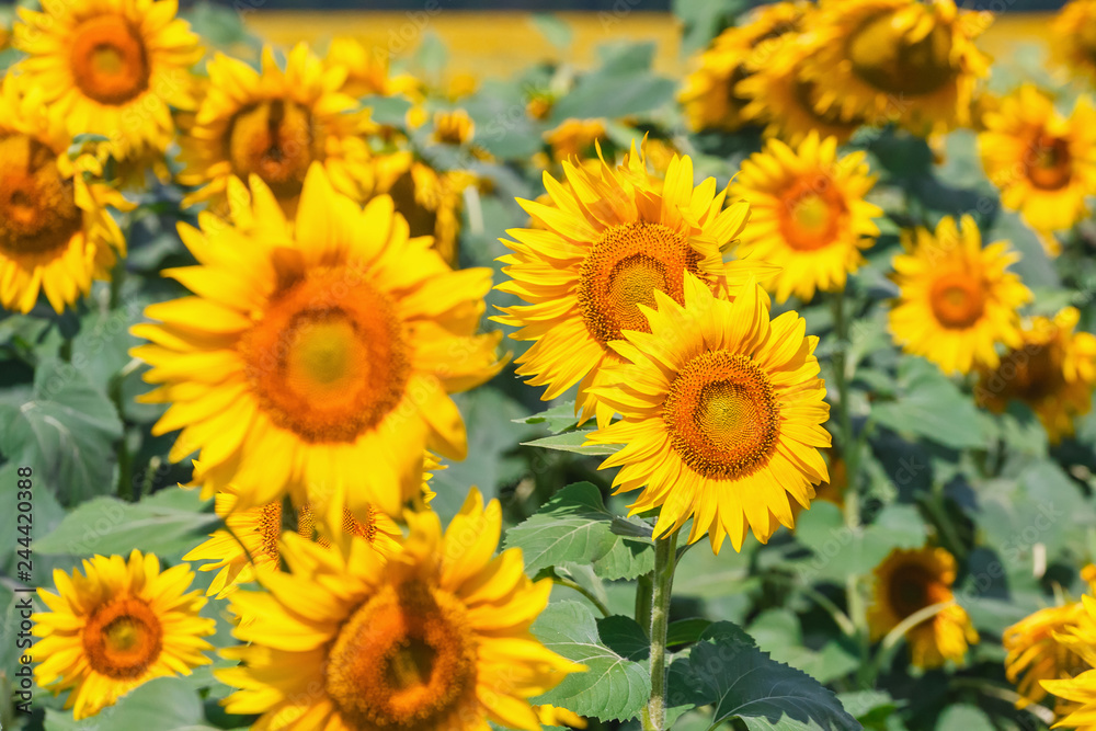 field full of sunflowers at sunny day field full of sunflowers at sunny day