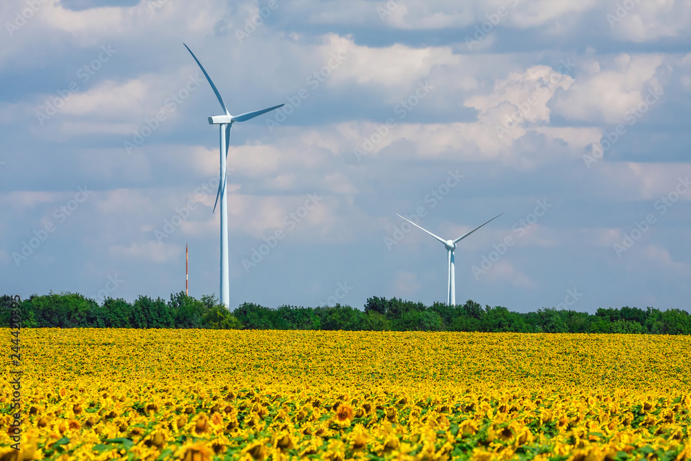 sunflower field with windmills on blue sky background