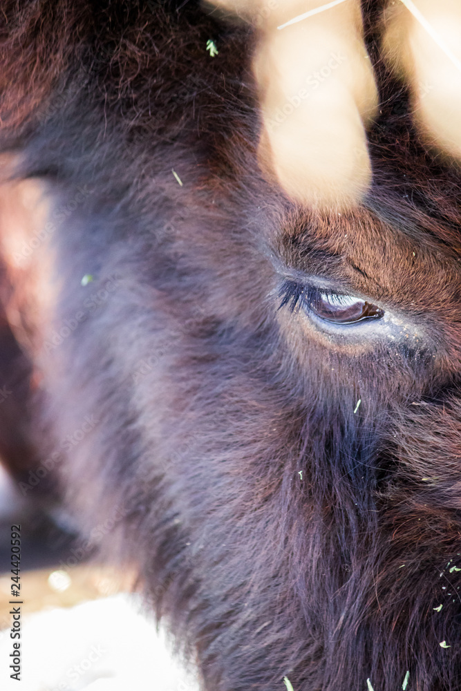 Lone buffalo standing within a cold winter field with bright sunlight splashing down