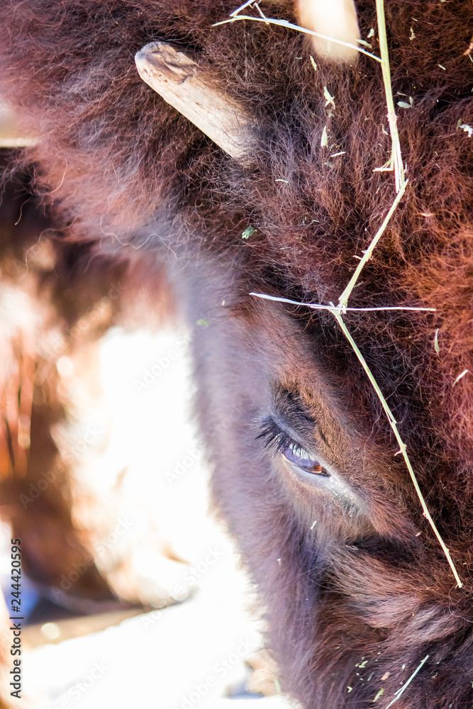 Lone buffalo standing within a cold winter field with bright sunlight splashing down