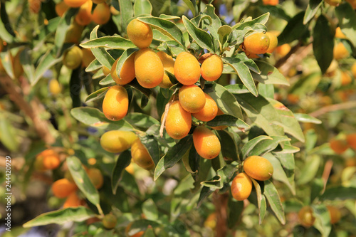 Many loquat fruit on branches