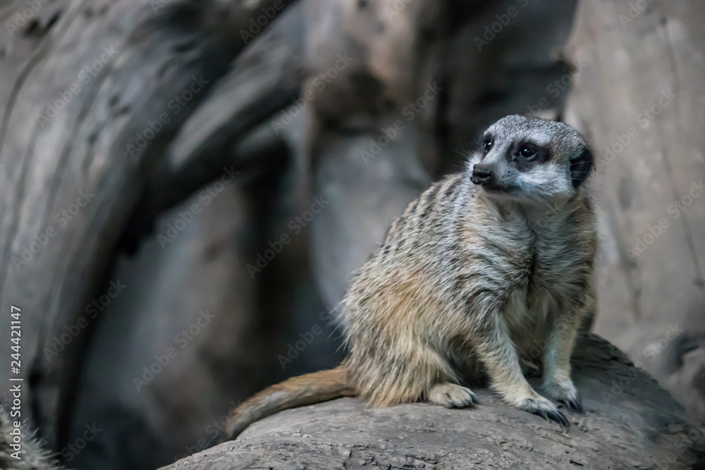 Fototapeta premium Lone meerkat within a collective on top of rocky outcropping with fallen branch