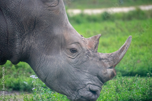 white rhino close up