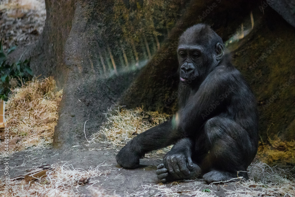 Lone gorilla within enclosure eating foliage with blurred background