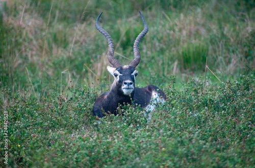 the black resting impala