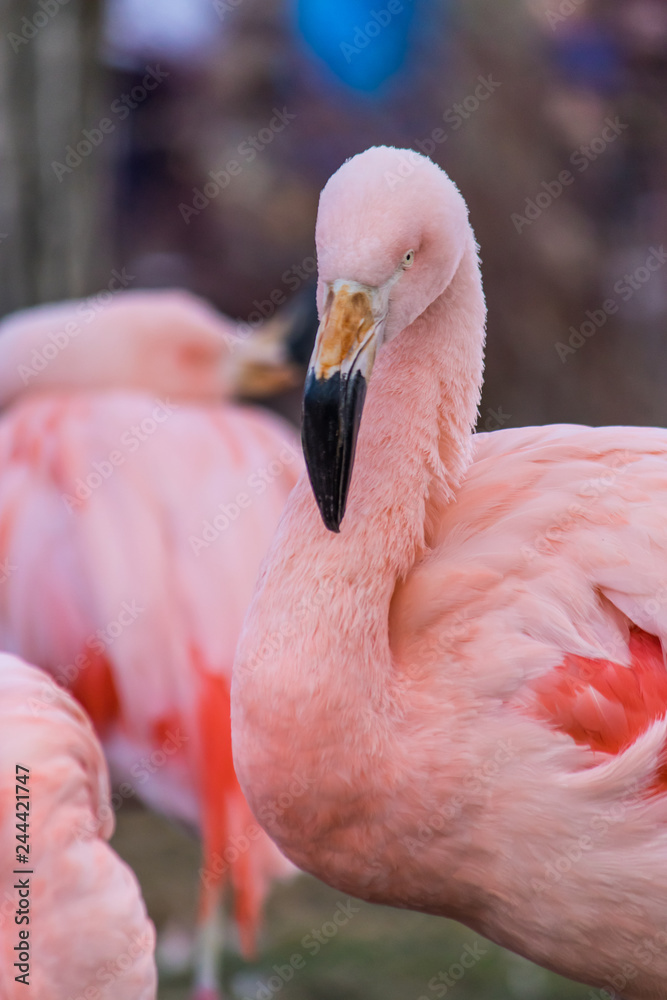 Fototapeta Close up view of bright pink feathered flamingo with hooked beak