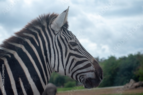 close up of zebra