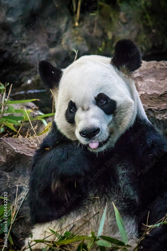 Rare black and white endangered panda surrounded by stringy bamboo and mulched ground Rare black and white endangered panda surrounded by stringy bamboo and mulched ground