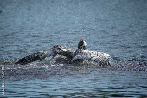 duck landing in the water 