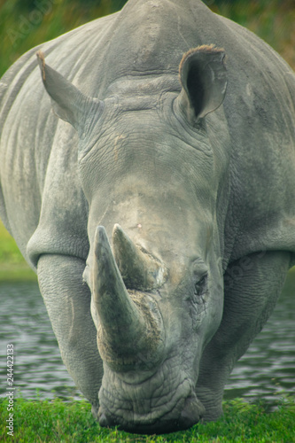 rhino portrait in florida