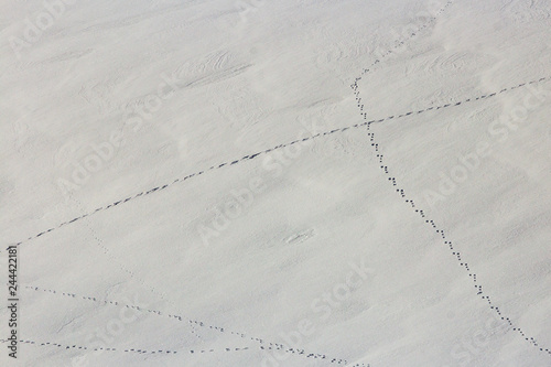 Animal footprints in the clean frozen icy snow in the crossing with several other footsteps in the detail of winter mountain landscape