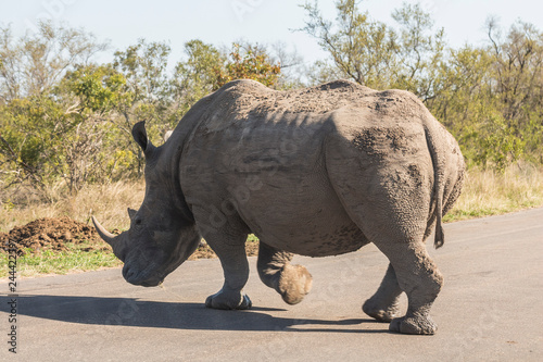 Rhino crossing street in Kruger Park