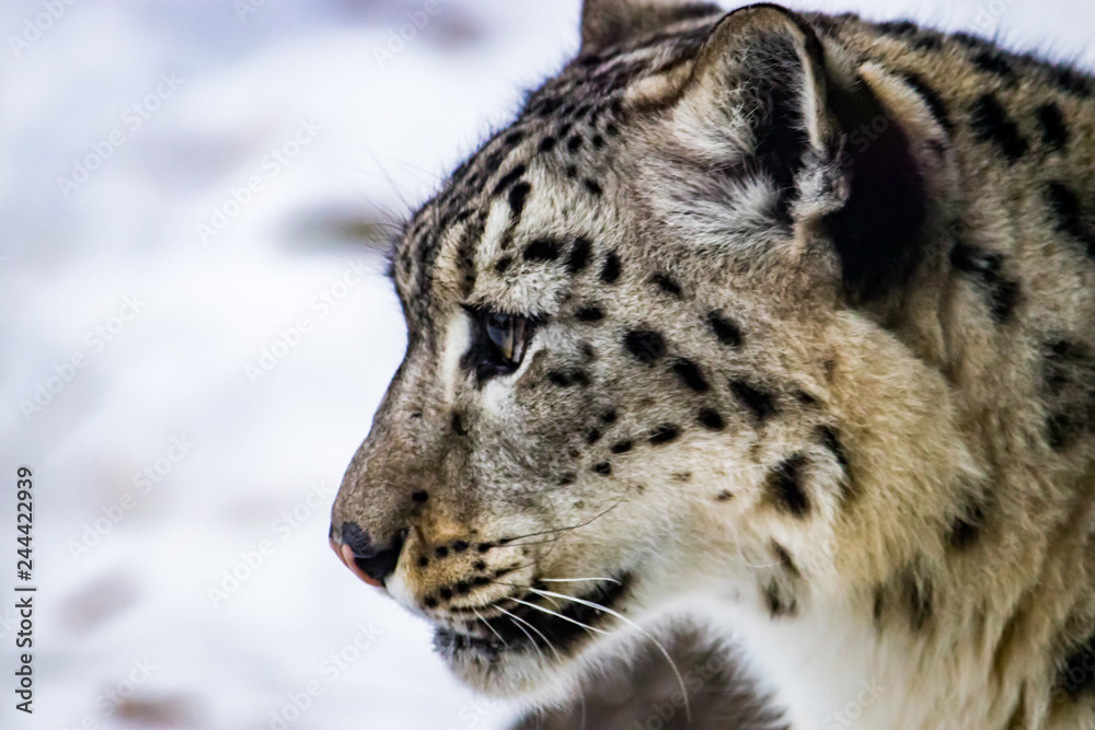 Fototapeta premium Lone snow leopard amidst a rocky outcropping in the cool light of winter