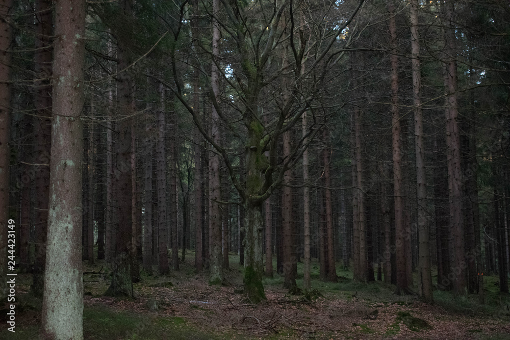 Fototapeta premium Herbst