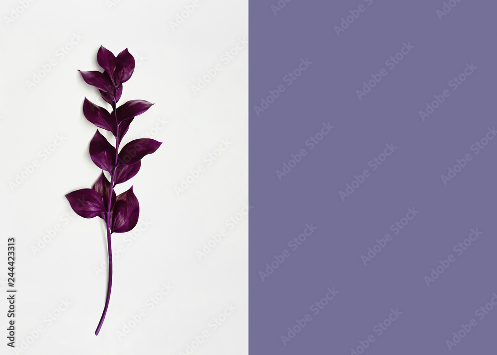 Obraz premium Minimal background with plant Decorative purple branch is lying on a two tone backdrop Design template with copy space