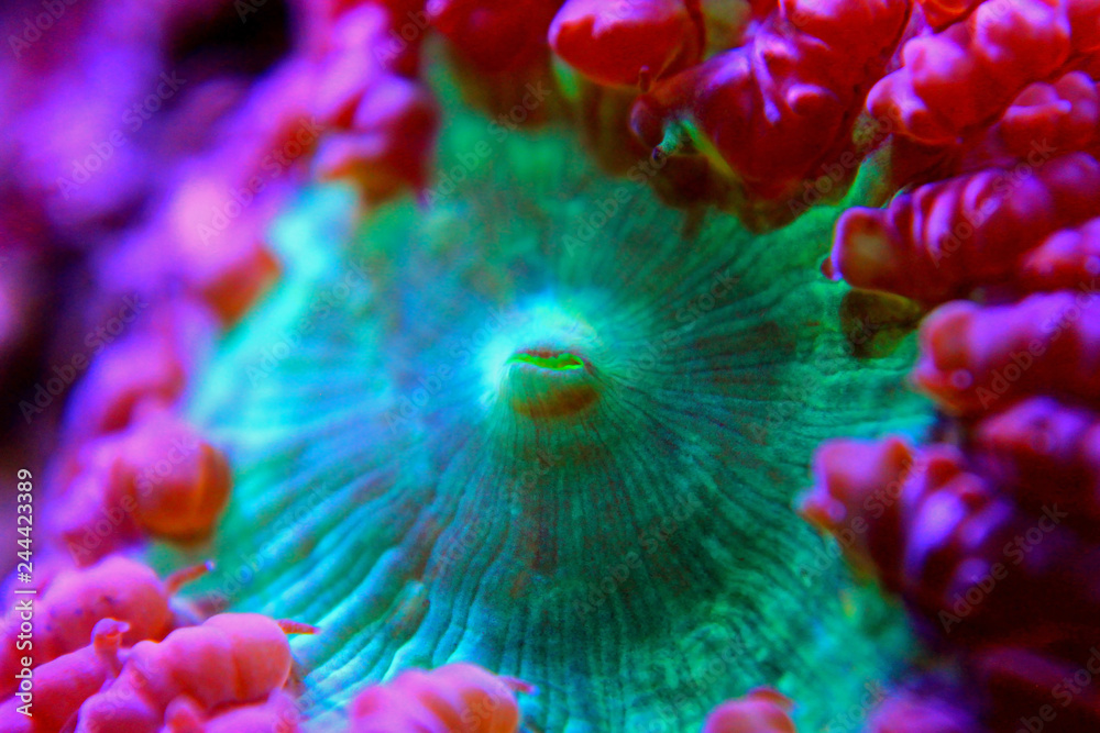 Fototapeta premium Blastomussa LPS kolorowy koral - Blastomussa wellsi
