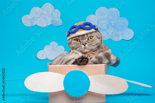 The cat sits a cute pilot Sedit aviator in a paper plane, a Scottish Whiskas in a mask and goggles of an airplane pilot. The concept of the pilot, super cat, flight. © Anton