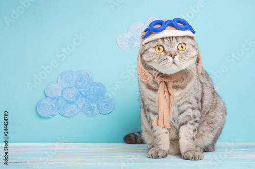 cat cute aviator pilot, Scottish Whiskas in mask and goggles of an airplane pilot with space for design. The concept of the pilot, super cat, flight. © Anton