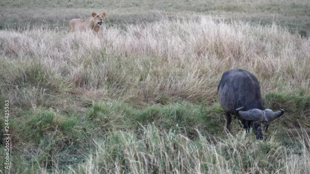 4K 60p clip of a lion stalking an african buffalo at masai mara national reserve in kenya, africa