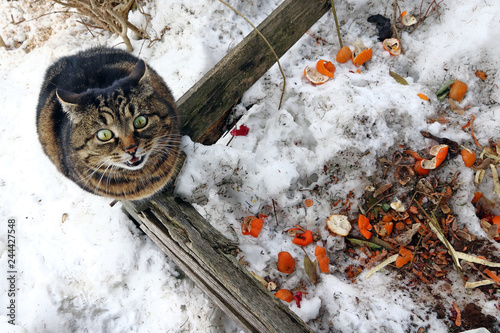 Fototapeta Naklejka Na Ścianę i Meble -  Eine hungrige Katze auf einem Komposthaufen im Winter
