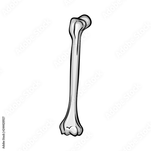 Vector design of bone and skeleton logo. Collection of bone and human stock symbol for web.